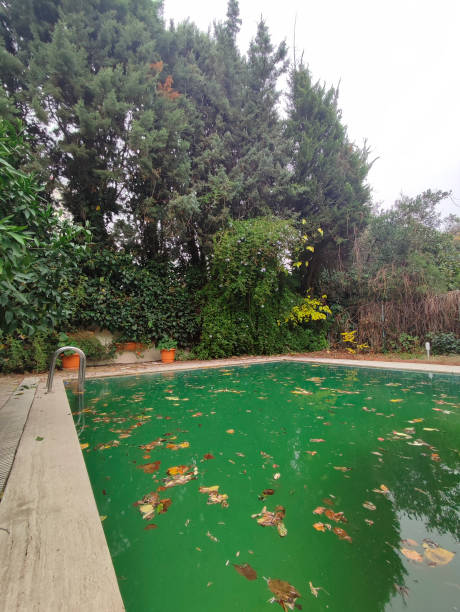 istock Autumn leaves on dirty pool. 1368430975
