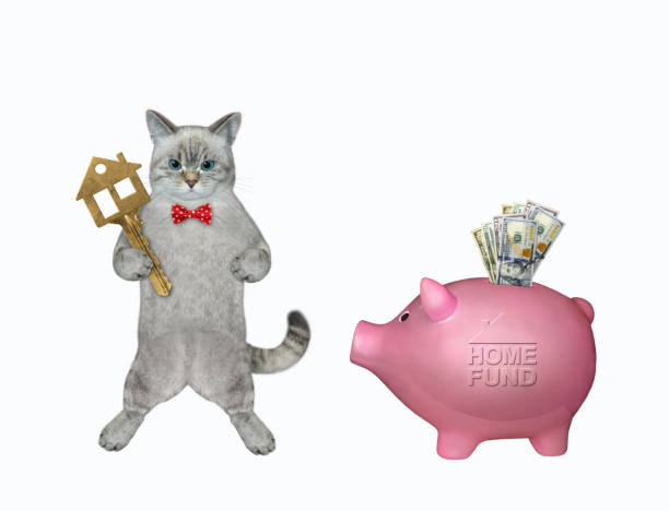 istock Cat ashen saves money for home 1368432840
