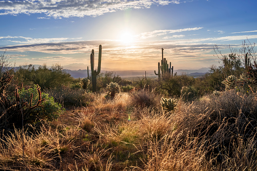 Amanecer en el desierto de Sonora photo