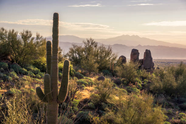 istock Sonoran Desert morning 1368433211