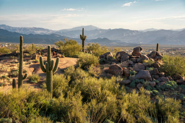 istock Sonoran Desert morning 1368433230