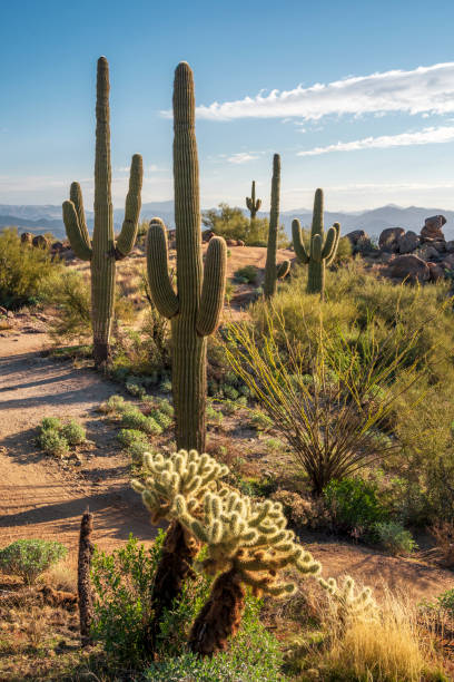 istock Sonoran Desert morning 1368433290
