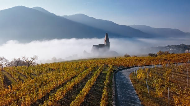 aerial panorama of weisenkirchen in der wachau vineyards at autumn morning with fog over danube river. wachau valley, austria - austria imagens e fotografias de stock