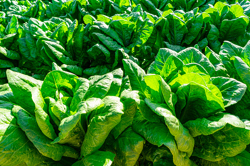 Close up of lettuces in a cultivated field in Valencia, Spain
