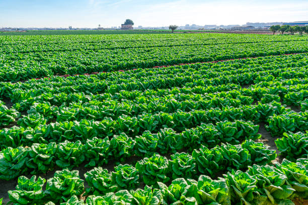 Extensive organic lettuce field in Valencia, Spain