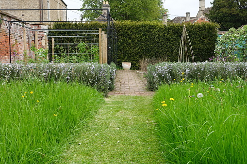 Grass path in a beautiful garden
