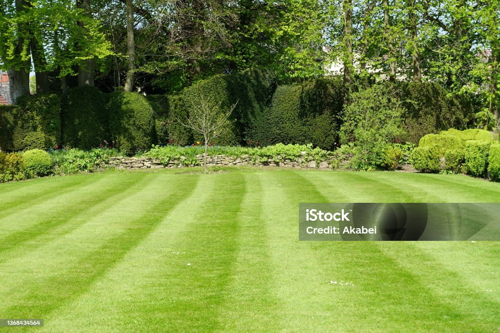 Mowed Lawn in a Garden Striped Mowed Lawn and Green Leafy Trees in a Garden Yard - Grounds Stock Photo