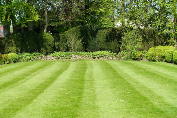 Mowed Lawn in a Garden Striped Mowed Lawn and Green Leafy Trees in a Garden yard grounds stock pictures, royalty-free photos & images