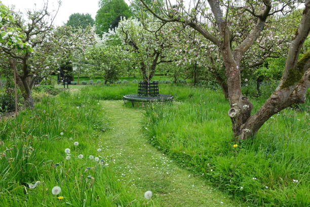 istock Apple Orchard in a Garden 1368434594