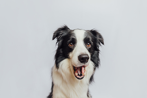 Cachorro de border collie de perro con cara divertida sorprendente con la boca abierta y los ojos grandes aislados sobre fondo blanco. Efecto Wow expresión sorprendida. Lindo perro mascota ladrando photo