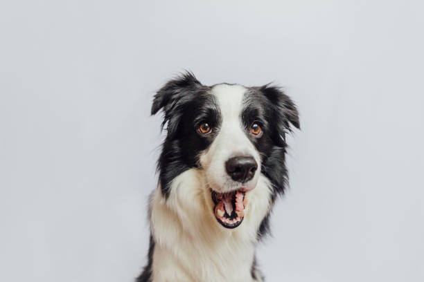 szczeniak pies border collie o zabawnej twarzy zaskakującej z otwartymi ustami i dużymi oczami odizolowanymi na białym tle. efekt wow zaskoczył ekspresję. słodki pies szczekający - pysk zdjęcia i obrazy z banku zdjęć