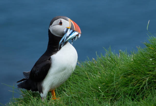 isole faroe - alcidae foto e immagini stock