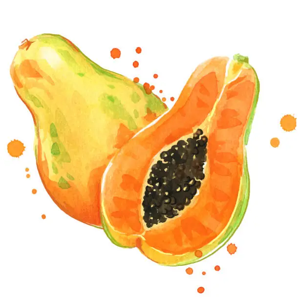 Vector illustration of Sweet juicy watercolor papaya hand painted