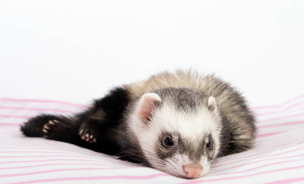 istock The ferret sleeps on the bed 1368436458