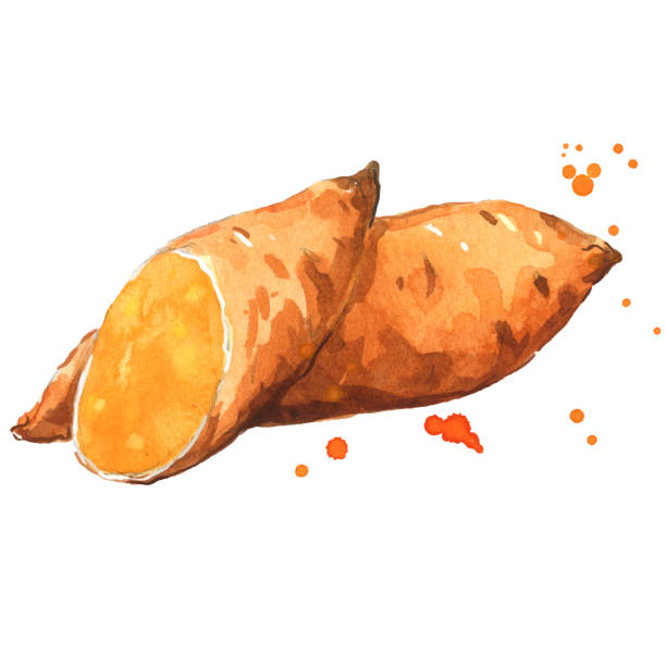 słodkie ziemniaki warzywne waercolor ilustracja - sweet potato stock illustrations