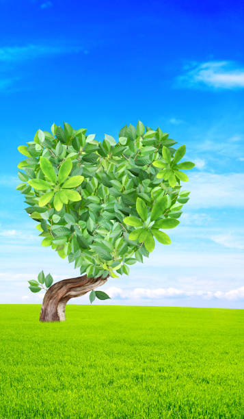 istock Idyllic scenery with green grass, blue sky and tree with heart-shaped crown. Responsible consumption 1368437161