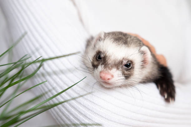 istock Ferret pet on a white background, isolated. 1368437176