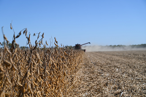 Harvesting Iowa Soybeans