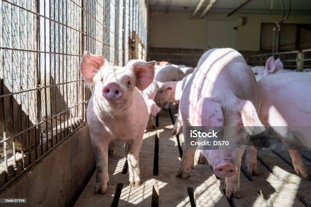 Pigs in Sunlight Group of pigs in a pen standing in the sunlight. Pig Stock Photo