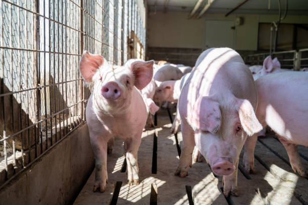 Pigs in Sunlight Group of pigs in a pen standing in the sunlight. herbivorous stock pictures, royalty-free photos & images
