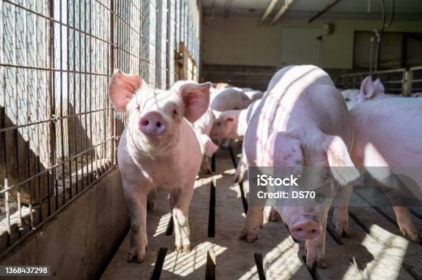 Pigs In Sunlight Stock Photo - Download Image Now - Pig, Pork, Farm