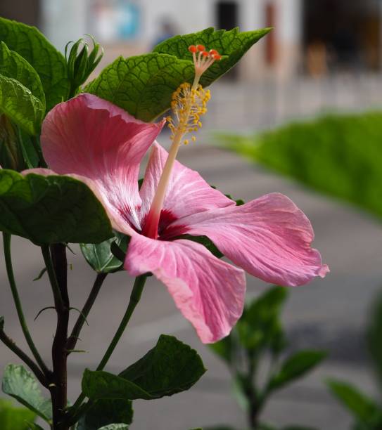 istock Hibiscus in the park 1368437663