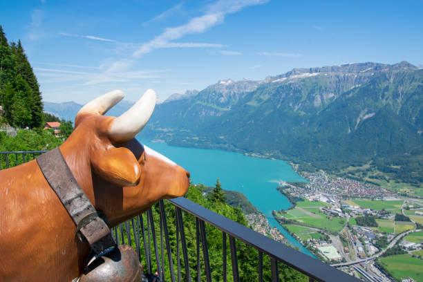 uma vaca feliz está observando a paisagem - brienz interlaken switzerland rural scene - fotografias e filmes do acervo