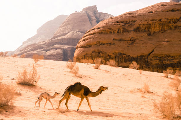 jordania - siq al barid fotografías e imágenes de stock