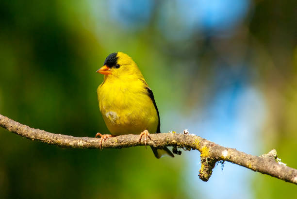 istock Male American Goldfinch Perched on a Branch 1368440357