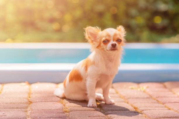 White chihuahua dog sits near the pool. Pet, animal on a sunny day. stock photo