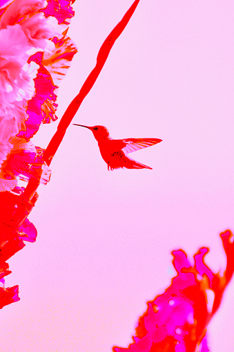 Abstract Pink Pantone Still Life with hummingbird