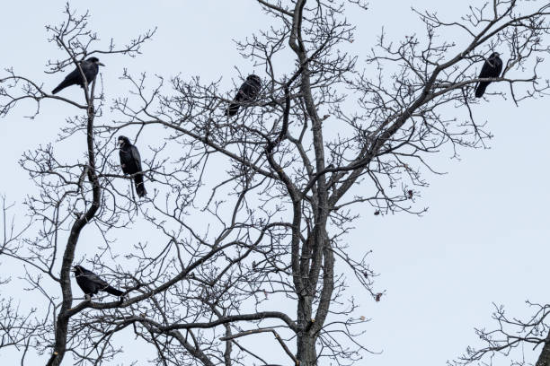 istock Crow birds on bare tree branch on gray background 1368442482