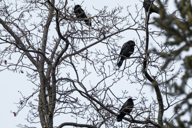 istock Crow birds on bare tree branch on gray background 1368442486