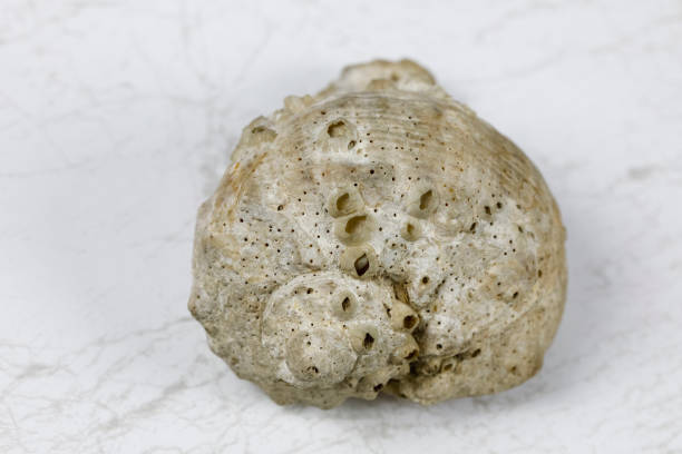 istock The spiral sea shell lies on a marble background 1368444675