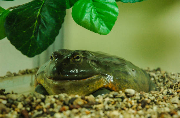 istock big frog sitting in an aquarium close-up 1368444966