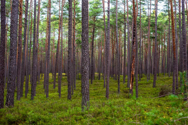 istock A forest landscape in autumn colors 1368445200