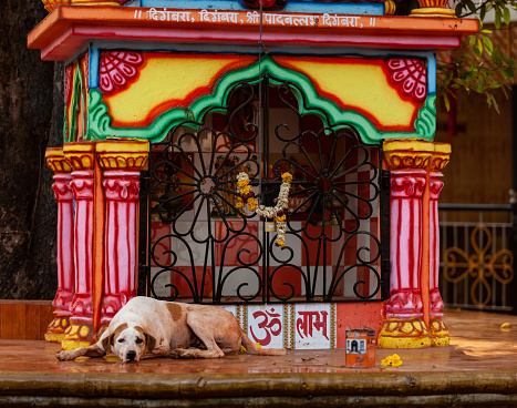 Chapora, North GOA, India , 26 March 2016 dog lies on the altar