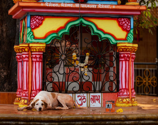 chapora, north goa, india , 26 march 2016 dog lies on the altar - india goa temple indian culture imagens e fotografias de stock