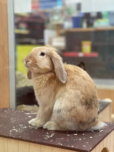 Photo of Rabit in a Pet Store