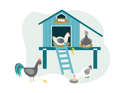 Chicken coop vector illustration. Characters of cute chickens that hatch eggs, a rooster in a chicken coop. Breeding birds on farms