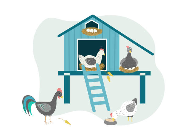 Chicken coop vector illustration. Characters of cute chickens that hatch eggs, a rooster in a chicken coop. Breeding birds on farms Chicken coop vector illustration. Characters of cute chickens that hatch eggs, a rooster in a chicken coop. chicken coop stock illustrations