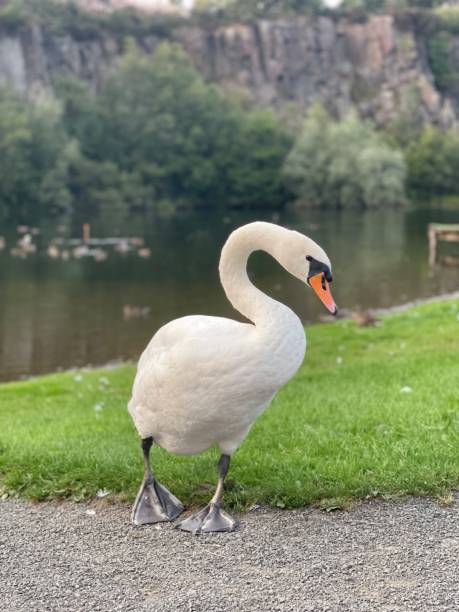 istock Swan Standing Near A Reservoir 1368446753