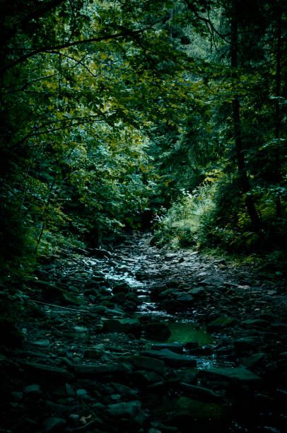 a mountain stream flows in dark dense forests on the slopes of the mountains. High quality photo