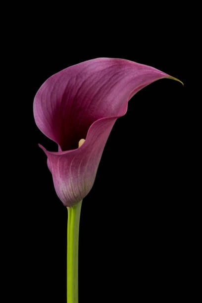 fiore di calle zantedeschia che cresce su sfondo nero - lily calla lily flower single flower foto e immagini stock