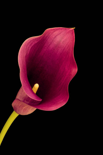 istock calla zantedeschia flower growing on black background 1368448317