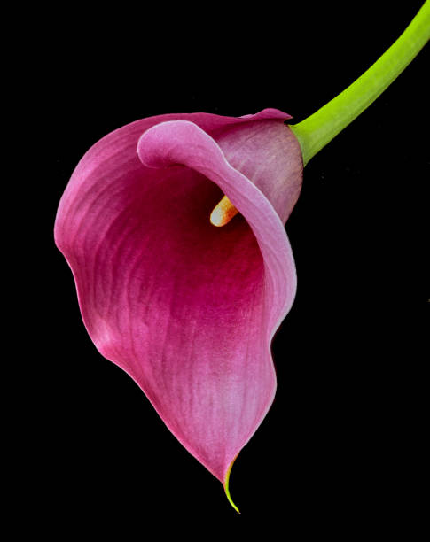 calla zantedeschia flower growing on black background