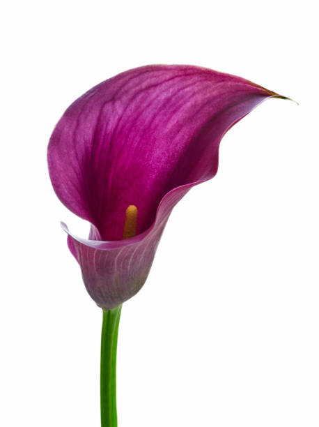 istock calla zantedeschia flower growing on white background 1368448354