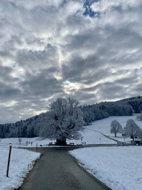 istock Limewood of Linn in wintertime 1368448387