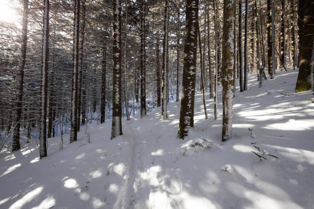 노스 캐롤라이나 테네시 국경에 있는 로안 마운틴의 눈 덮인 소나무 숲 - blue ridge mountains north carolina pine tree hiking 뉴스 사진 이미지
