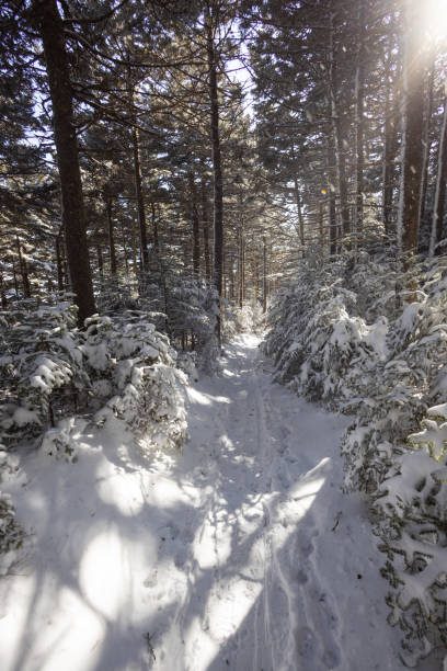 snowy pine forest at roan mountain on the north carolina tennessee border - cherokee north carolina asheville blue ridge parkway imagens e fotografias de stock